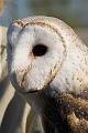 Barn Owl Face